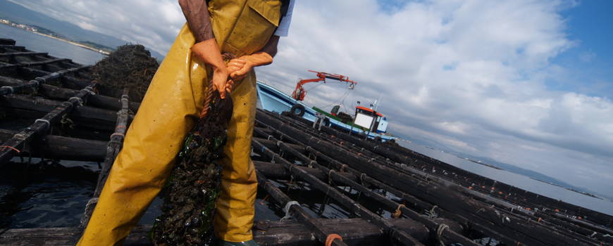 Recolectando mejillones en las bateas