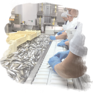 Línea de producción de sardinas